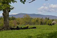 Mt. Monadnock - Witt Hill Rd Cows - Spring